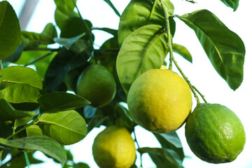 Unripe lemons growing on tree outdoors, closeup