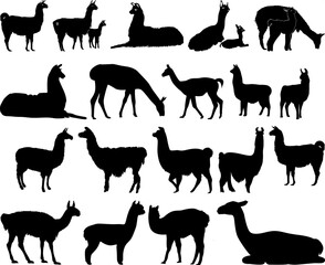 llamas silhouette  © Graphic-360