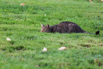 tabby cat crouching low on meadow