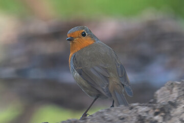 Fototapeta premium Beautiful close portrait of European Robin on its back with its head turned towards camera on a log, near Cordoba, Andalusia, Spain