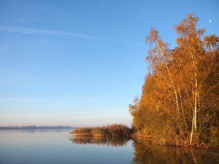 early autumn morning with quiet lake veluwemeer and trees and reed in warm sunlight