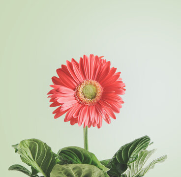 Beautiful Gerbera flower with green leaves, close up