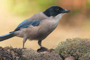 Beautiful close profile portrait of an Iberian Magpie that is on leaves and a trunk with its beak open and beautiful plumage, near Cordoba, Andalusia, Spain