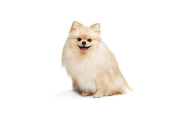 One beautiful fluffy pomeranian spitz posing isolated on white background. Concept of breed...