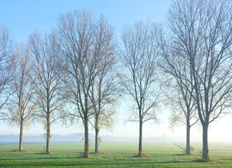 trees in morning mist on artificial island of flevoland in the netherlands