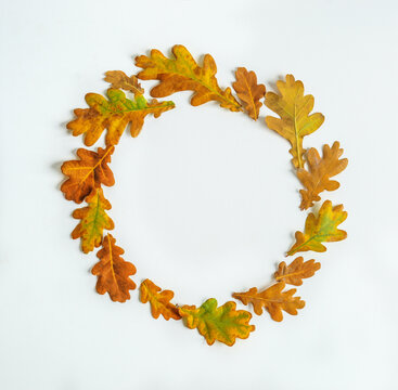 Wreath of autumn oak leaves on white background, top view. Circle frame