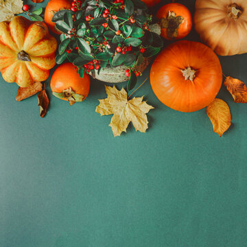Various pumpkins with evergreen bearberry and autumn leaves on dark green background, top view. Border
