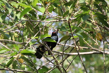 Asian Koel amongst the Folliage