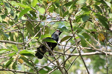 Asian Koel amongst the Folliage