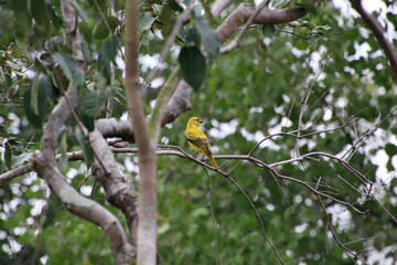 Black naped Oriole Juvenille on a branch