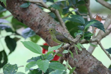 Brown Throated Sunbird Amongst the Vegetation