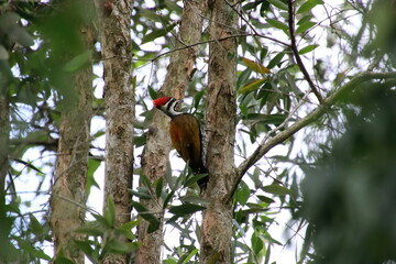 Flameback Woodpecker on a tree