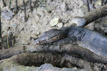 Malayan Water Monitor in the Mangroves