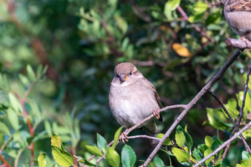 Beautiful portrait of a House Sparrow looking forward perched on a very thin branch, near Cordoba, Andalusia, Spain