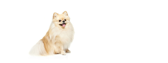 Little purebred dog, cream color pomeranian Spitz dog isoltaed over white studio background. Pet...