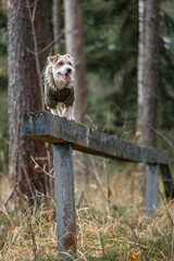 Jack Russell Terrier in a green coat stands on a sports equipment in a cynological town. Dog on a wooden bridge against the backdrop of a forest