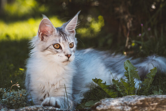 Junger Maine Coon Katzer