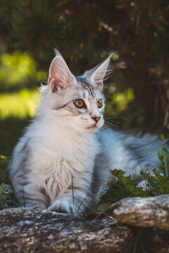 Junger Maine Coon Katzer