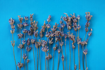 Beautiful lavender flowers on blue background, flat lay