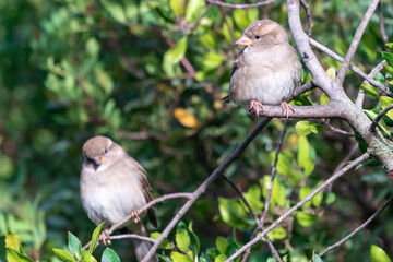 Beautiful portrait of a House Sparrow perched on a thick branch looking sideways at another, near Cordoba, Andalusia, Spain