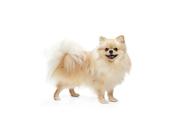 Cute small sand color pomeranian Spitz, doggy or pet posing isolated over white background. Concept of motion, action, movement, pets love. Looks happy, funny