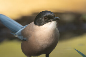 Beautiful very close portrait of an Iberian magpie looking forward and a little to the side, near Cordoba, Andalusia, Spain