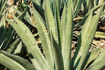 Fototapeta premium Closeup view of beautiful Agave leaves. Exotic plant