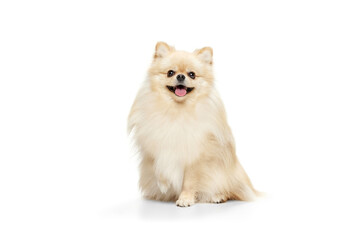 Fototapeta na wymiar Little purebred dog, cream color pomeranian Spitz dog isoltaed over white studio background. Pet look happy, groomed and calm. Care, fashion, animal and ad