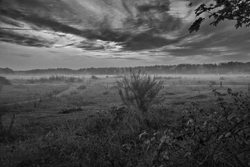 Fore land shot in black and white with fog on grass and heather in Denmark