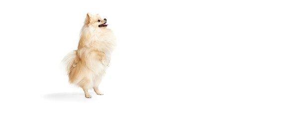 Playful companion. Beautiful fluffy pomeranian spitz posing isolated on white background. Concept of breed domestic animal. health, care, vet.