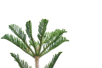 A pine tree with leaves and branches on white isolated background,A Christmas tree detail 
