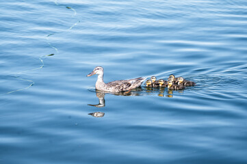 Kleine Enten Familie