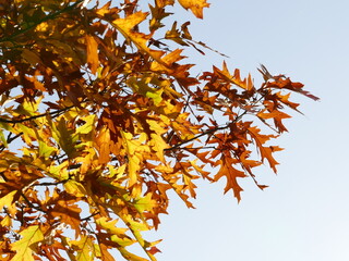 autumn leaves against blue sky