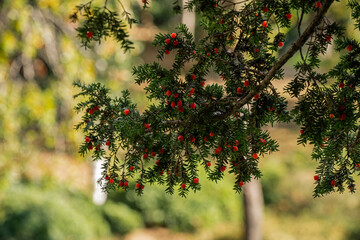 A green branch with red fruits on it, selective focus.