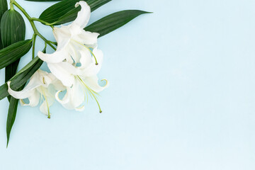 White liles flowers with leaves. Floral background