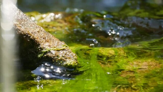 Green algae ln a small stream of a Japanese garden