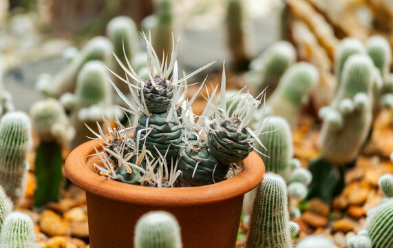 Close up little cute Tephrocactus in a brown clay pot in the garden, surrounded with small size cactus together, brown pebbles on the ground.