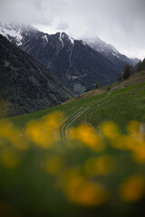 mountain with flowers 