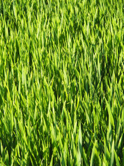green grass field