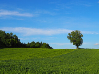 green and blue idyllic harmonious rural view