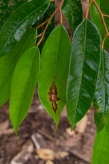 Leaf spot mold disease in durian tree in the garden, problem of agriculture in Thailand, nature background, selective focus
