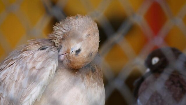 Domestic pigeons (Columba livia domestica) in an aviary, close-up