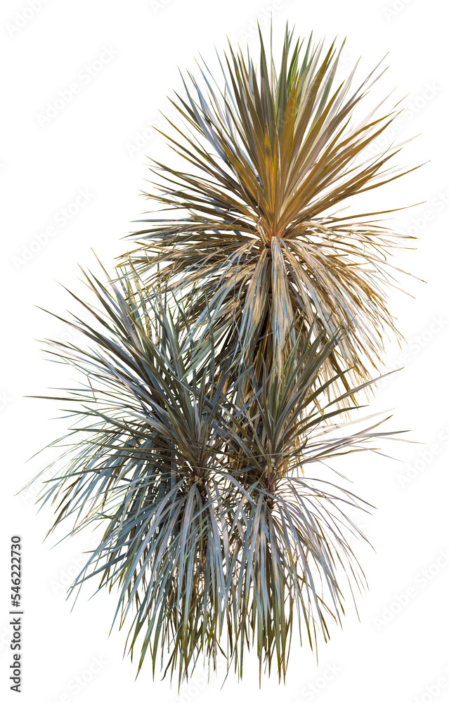 Fototapete isolated cutout of a cabbage tree on a transparent background