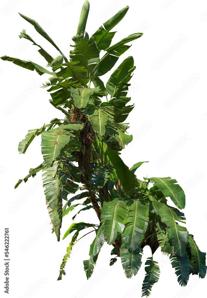 Aufkleber isolated cutout of a banana tree on a transparent background