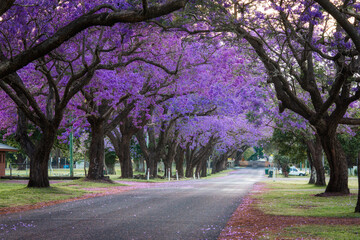 Empty street covered by blooming purple jacaranda trees.
