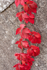 Wild vine leaves. Red autumn leaves on the cement stone ground. Virginia creeper. Close up.