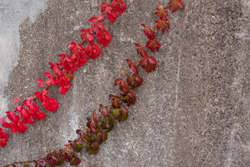 Wild vine leaves. Red autumn leaves on the cement stone ground. Virginia creeper. Close up.