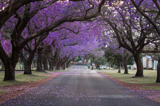 Empty street covered by blooming purple jacaranda trees.