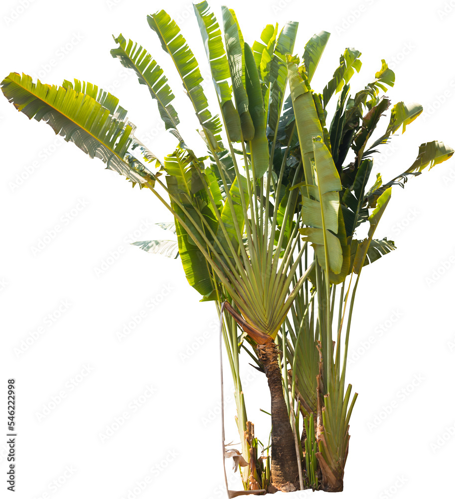 Poster isolated cutout of a palm traveler's tree on a transparent background