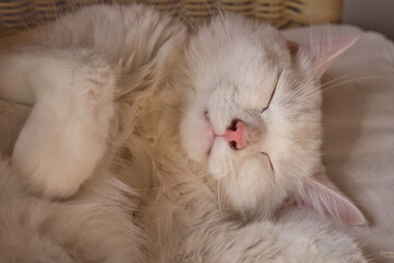 white cat sleeping napping